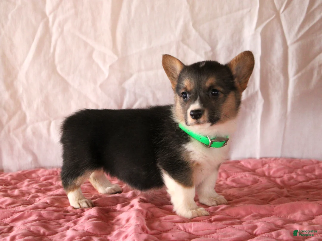 Welsh Corgi Pembroke dogs for sale: Leah - Ad 3