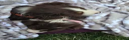 Australian Shepherd dogs for sale: Australian Shepherd Puppy PINK - Ad 9