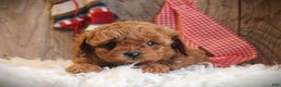 Cavapoo dogs for sale: Toby - Ad 1
