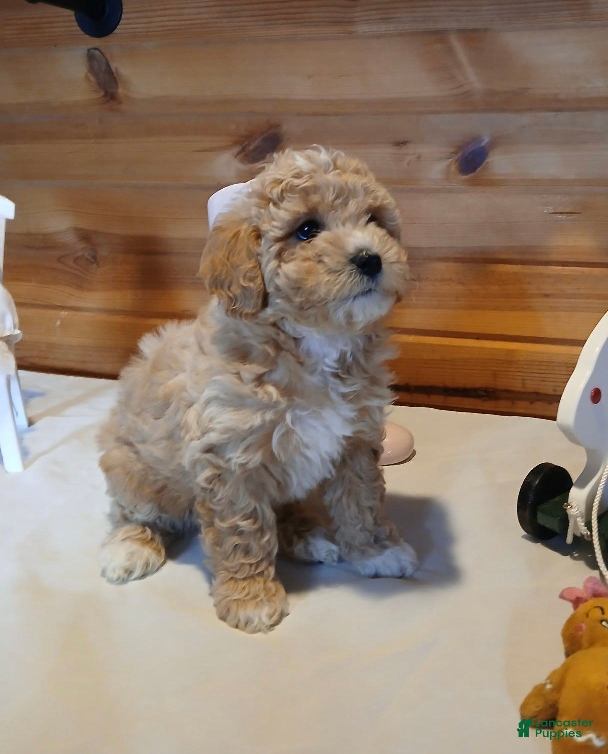 Bichpoo dogs Butterscotch  - Ad 42