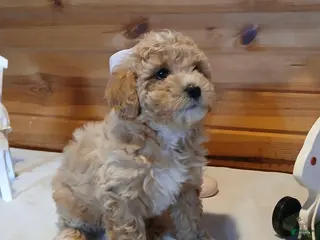 Bichpoo dogs Butterscotch - Ad 27