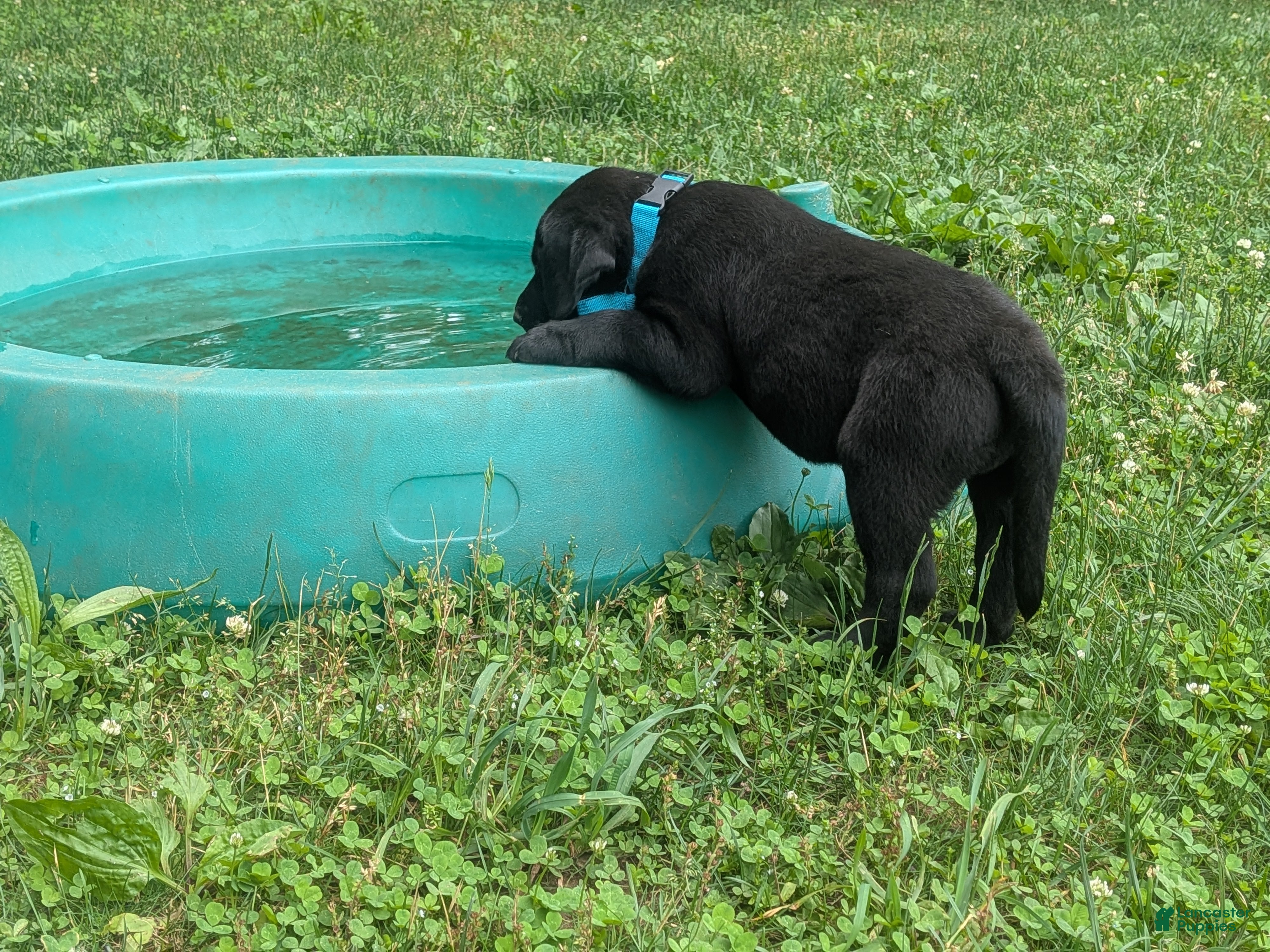 Labrador Retriever dogs Black Male (Teal Collar) - Ad 37