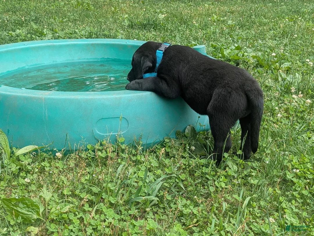 Labrador Retriever dogs for sale: Black Male (Teal Collar) - Ad 1