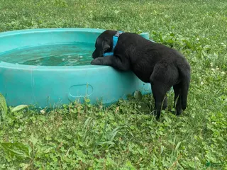 Labrador Retriever dogs Black Male (Teal Collar) - Ad 41