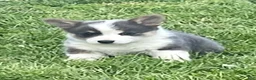 Welsh Corgi Pembroke dogs for sale: Welsh Corgi Pembroke Puppy 1 - Ad 1