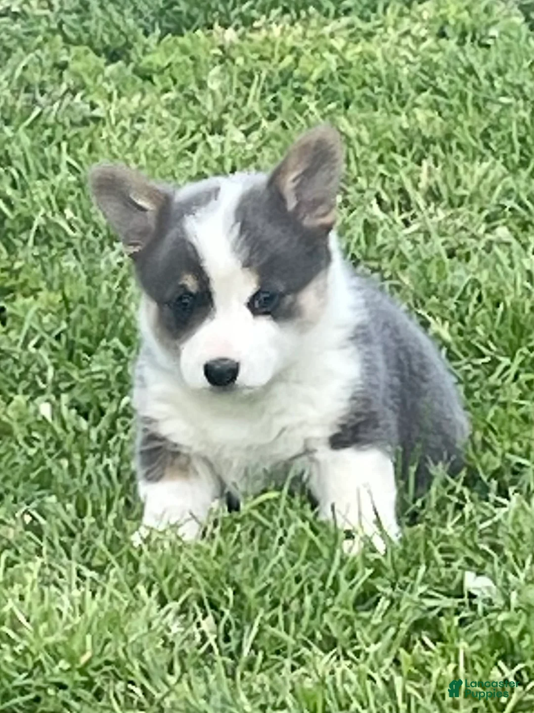 Welsh Corgi Pembroke dogs for sale: Welsh Corgi Pembroke Puppy 1 - Ad 1