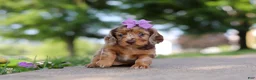 Miniature Dachshund dogs for sale: Clementine - Ad 5