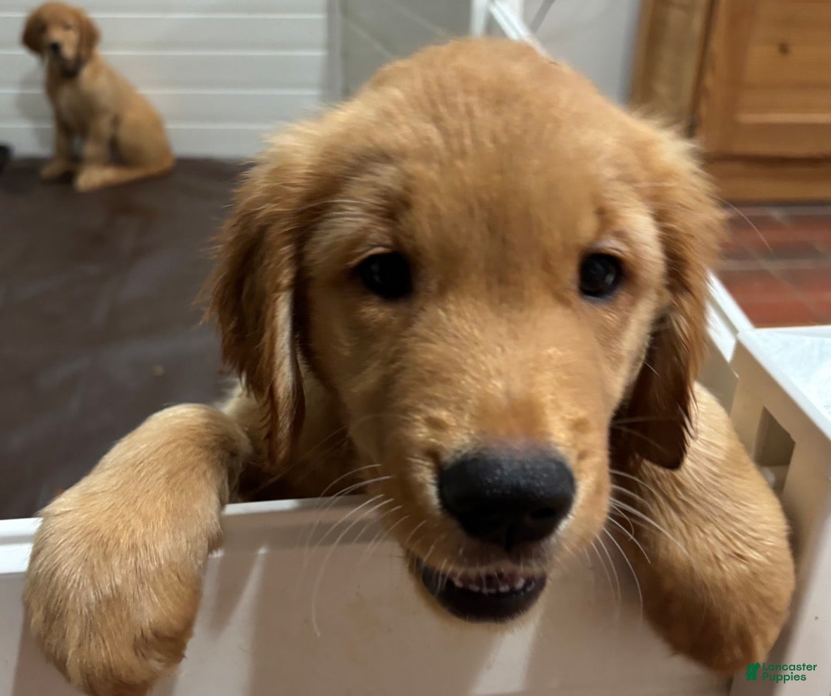 Golden Retriever dogs Golden Retriever “Max” - Ad 1