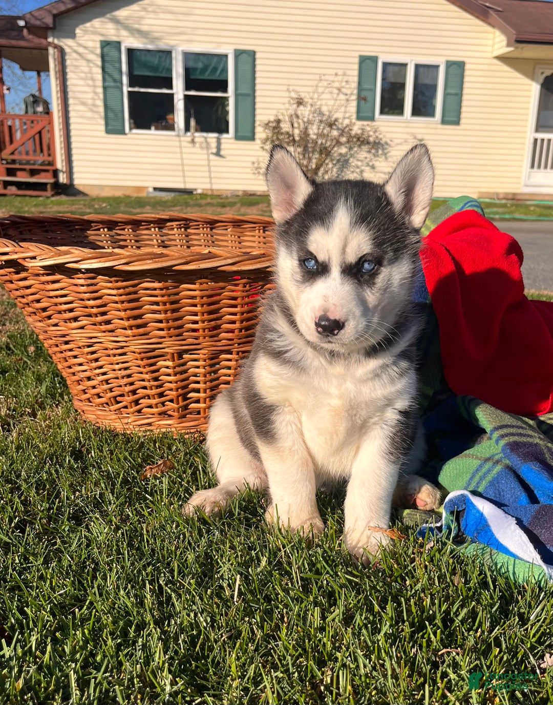 Siberian Husky dogs for sale: Luna🎄❤️ Gorgeous blue eyes call 717-925-6681 - Ad 1