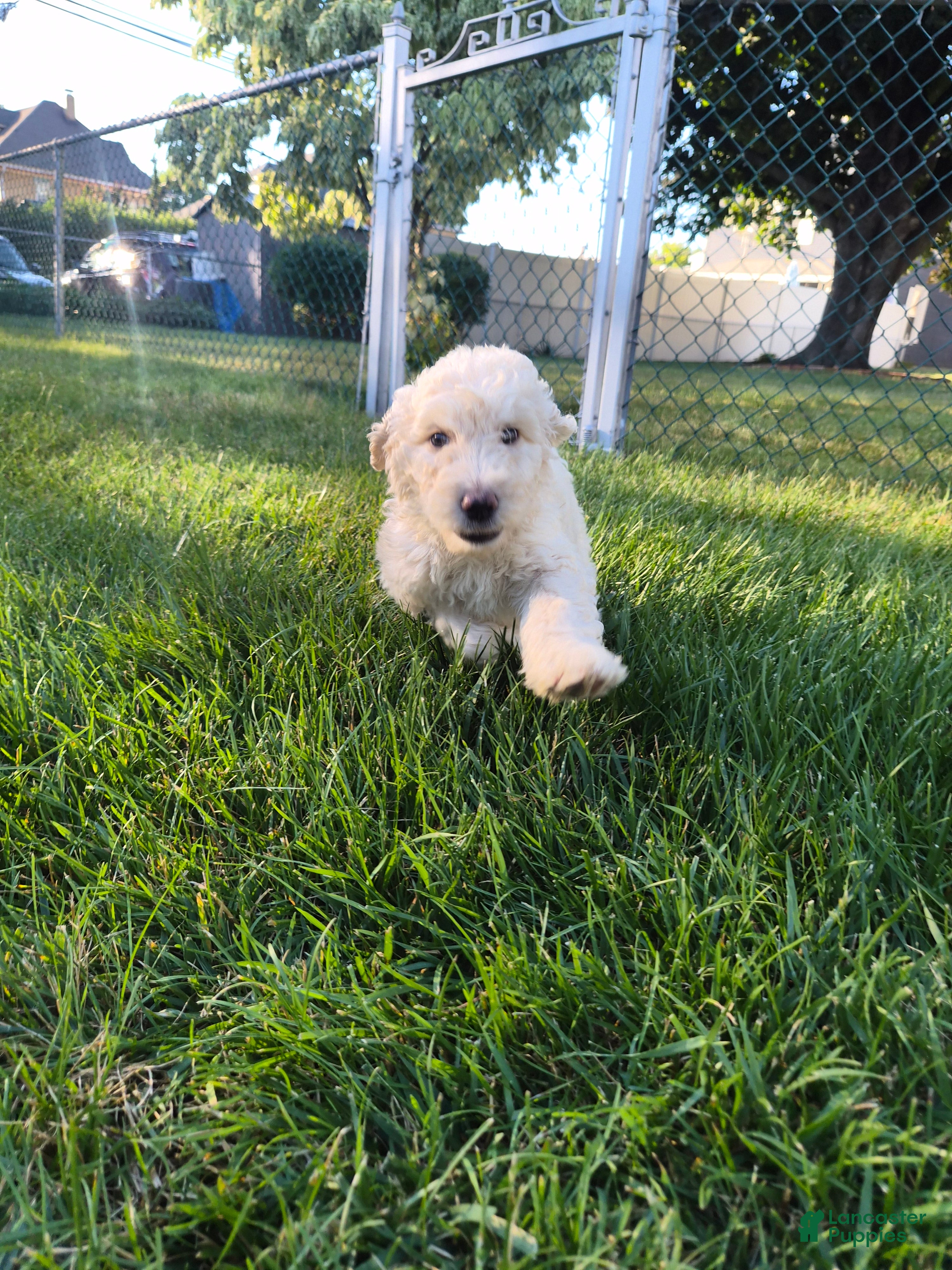 Goldendoodle dogs Romeo - Ad 2