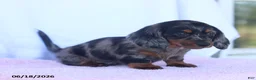 Miniature Dachshund dogs for sale: Dakota - Ad 4