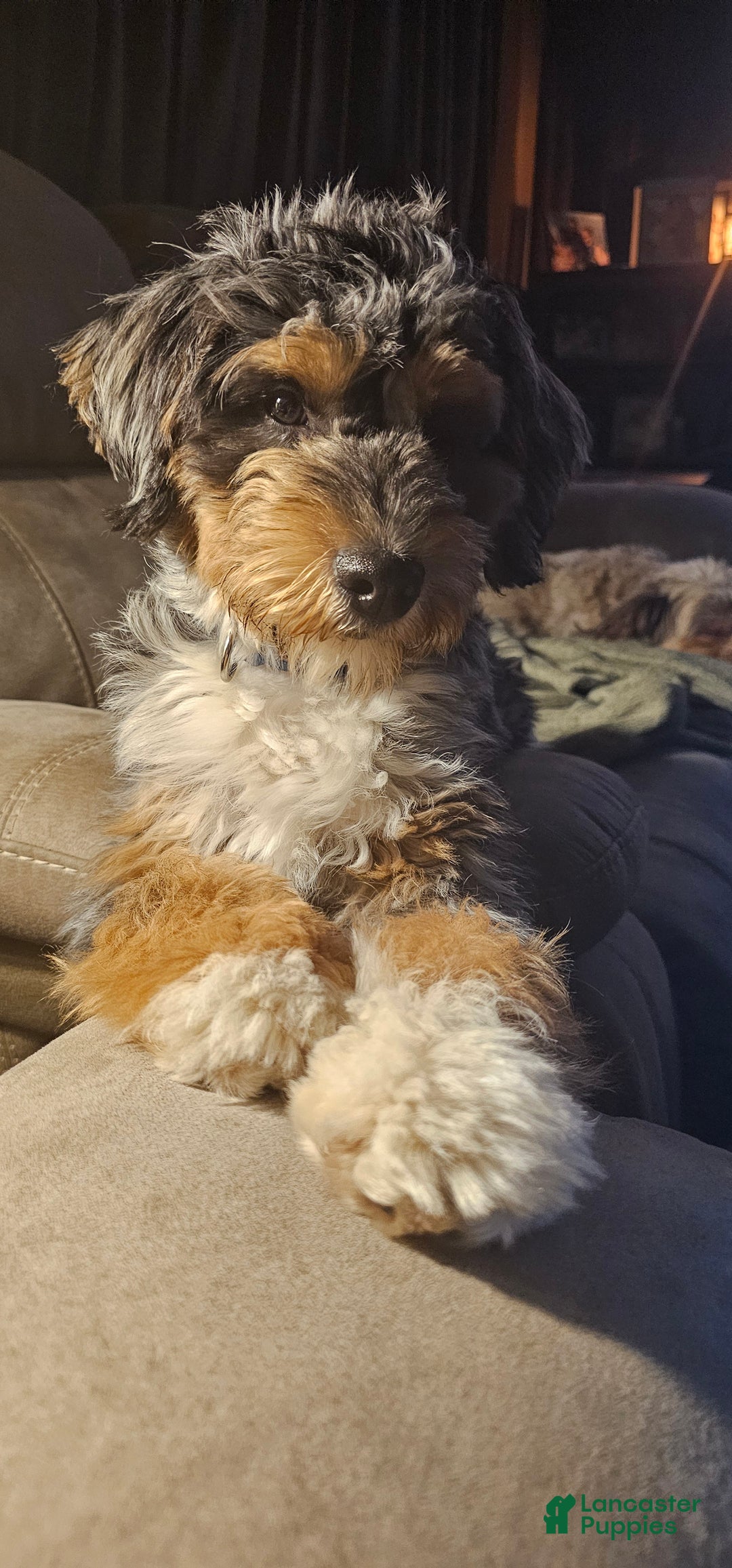 Mini Aussiedoodle dogs for stud: Stud  - Ad 1