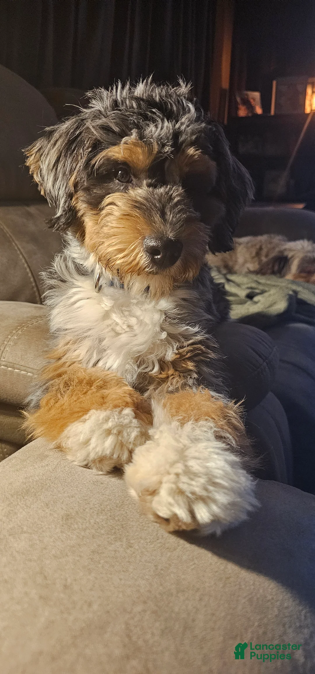 Mini Aussiedoodle dogs for stud: Stud  - Ad 1