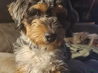 Mini Aussiedoodle dogs Stud - Ad 37