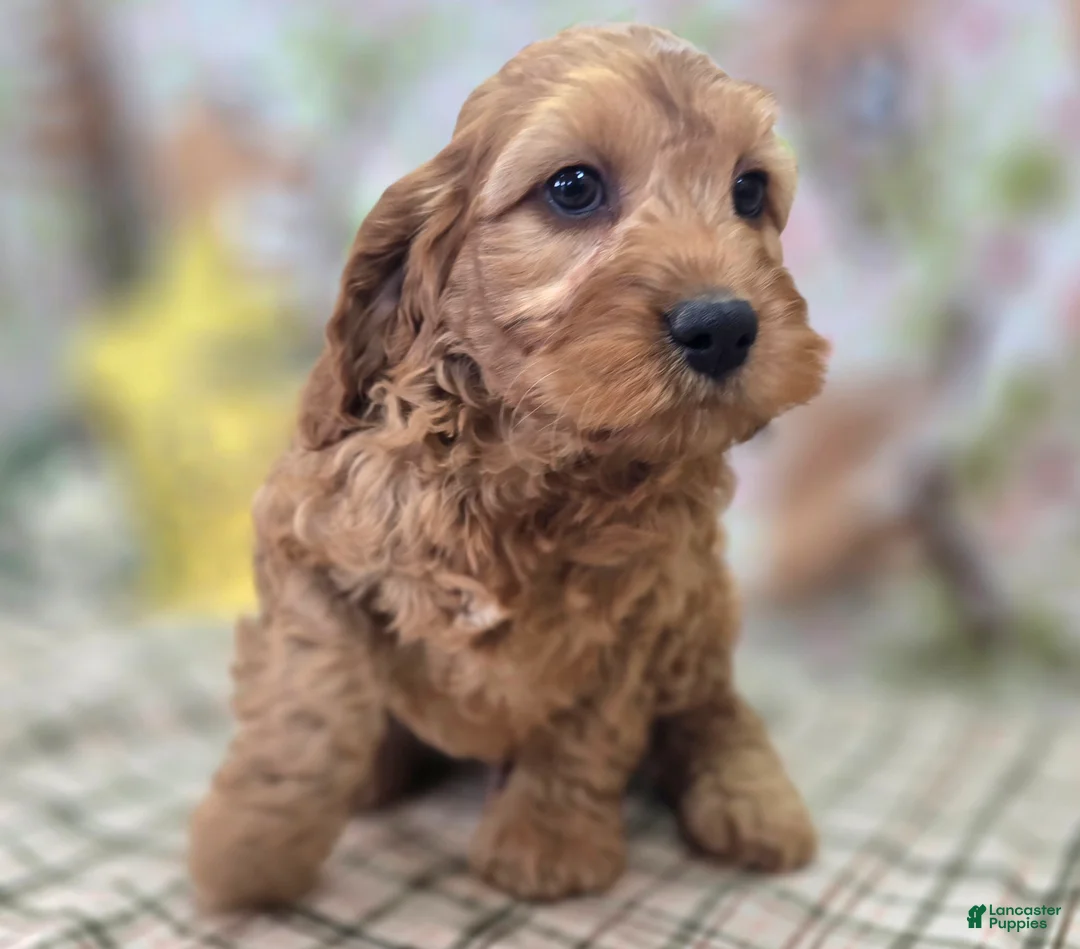 Cockapoo dogs for sale: Sundog - Ad 2
