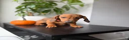 Dachshund dogs for sale: Baxter - Ad 3