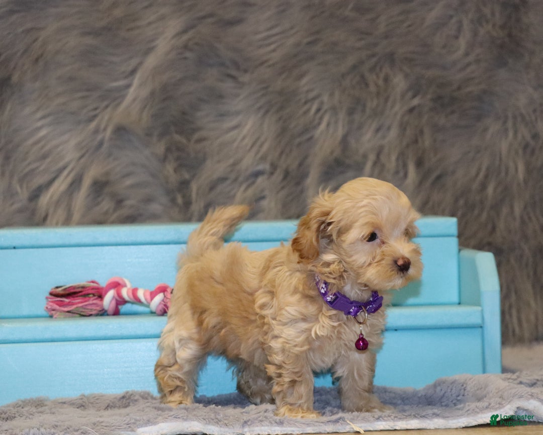 Havapoo dogs for sale: Angie👨‍👨‍👦‍👦💞🐕Miniature - Ad 3