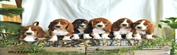 Basset Hound dogs for sale: Willow - Ad 5