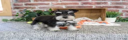 Miniature Schnauzer dogs for sale: Jacob - Ad 4