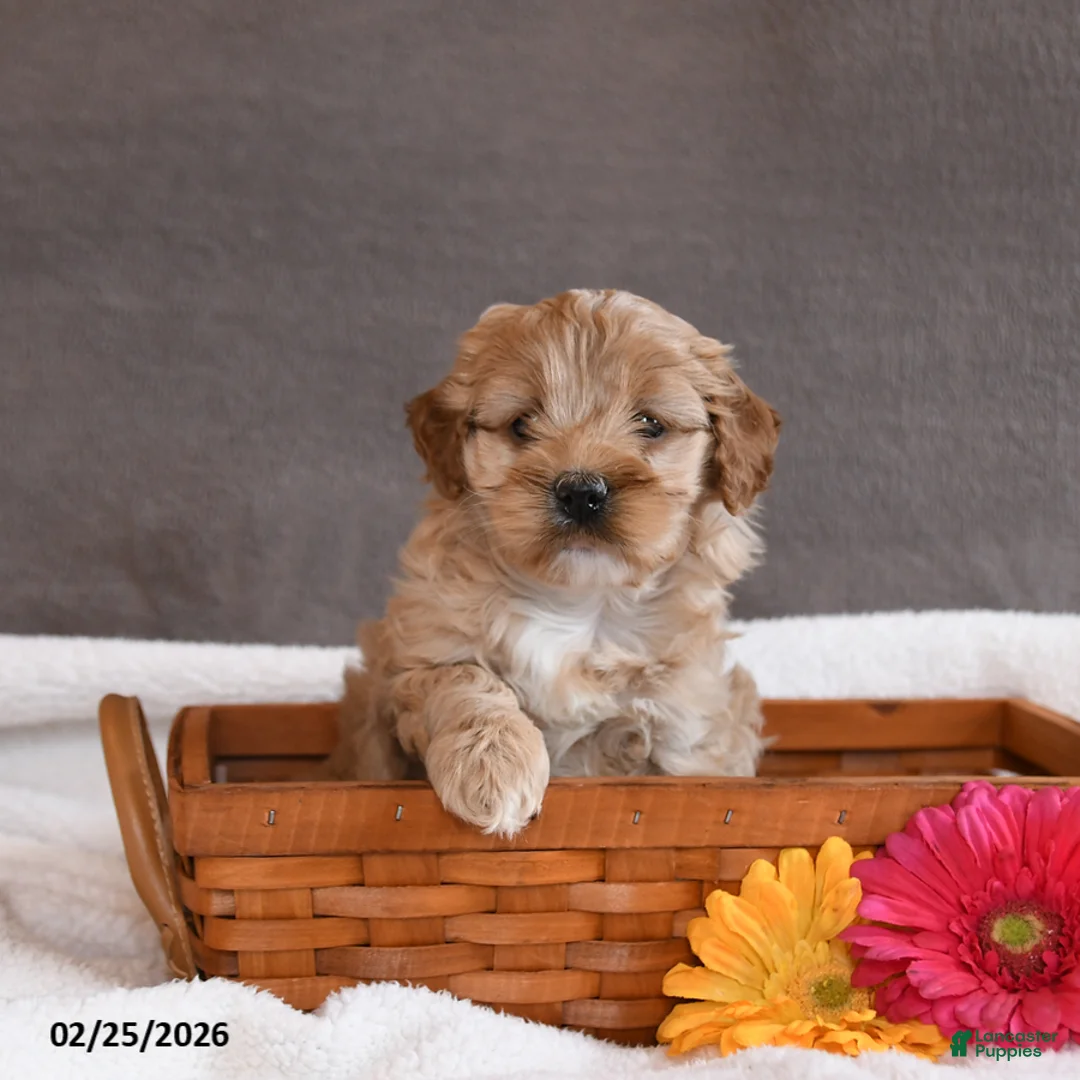 Cockapoo dogs for sale: Tulip - Ad 3