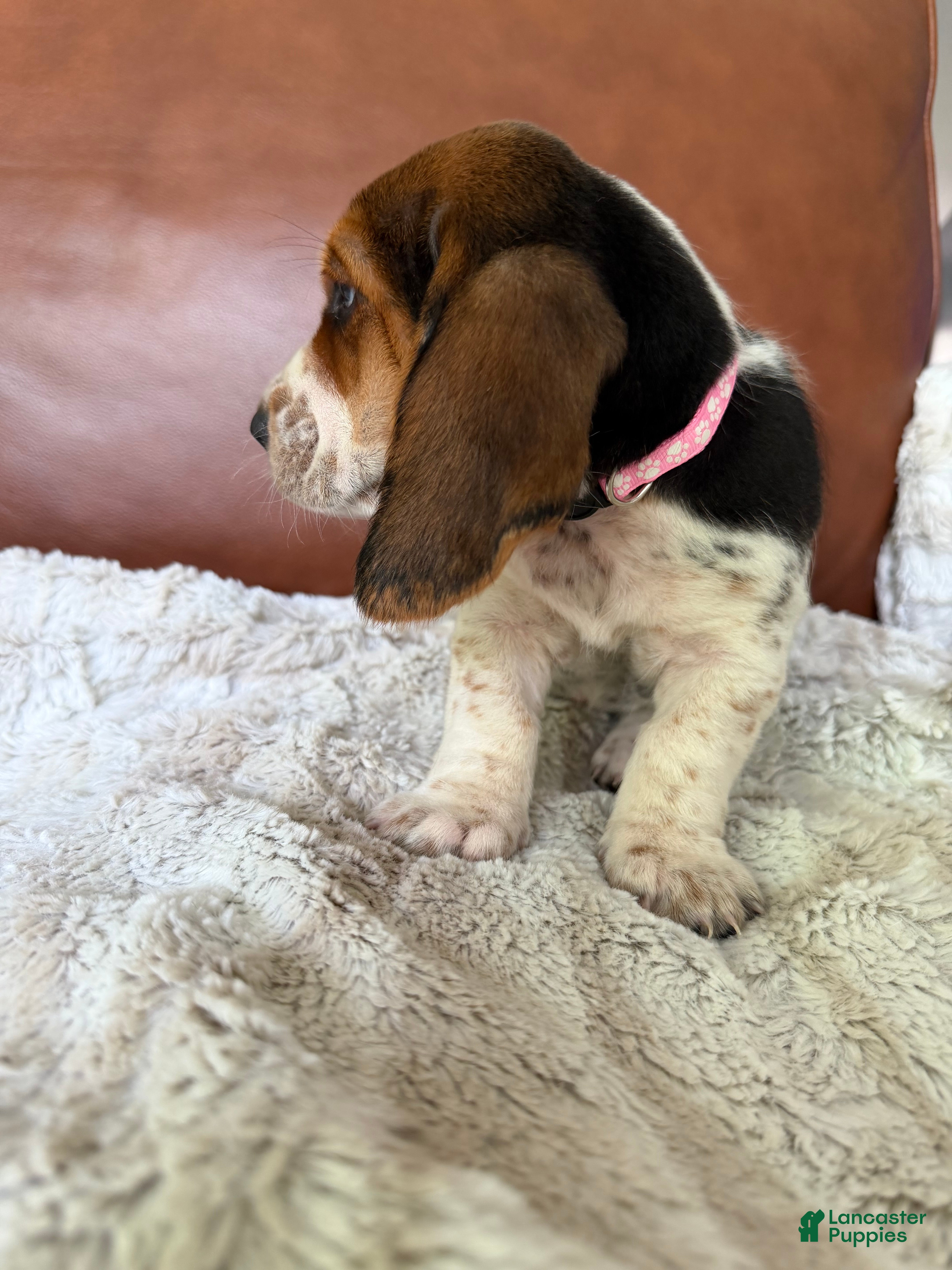 Basset Hound dogs Tooty - Ad 2