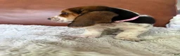 Basset Hound dogs for sale: Tooty - Ad 2