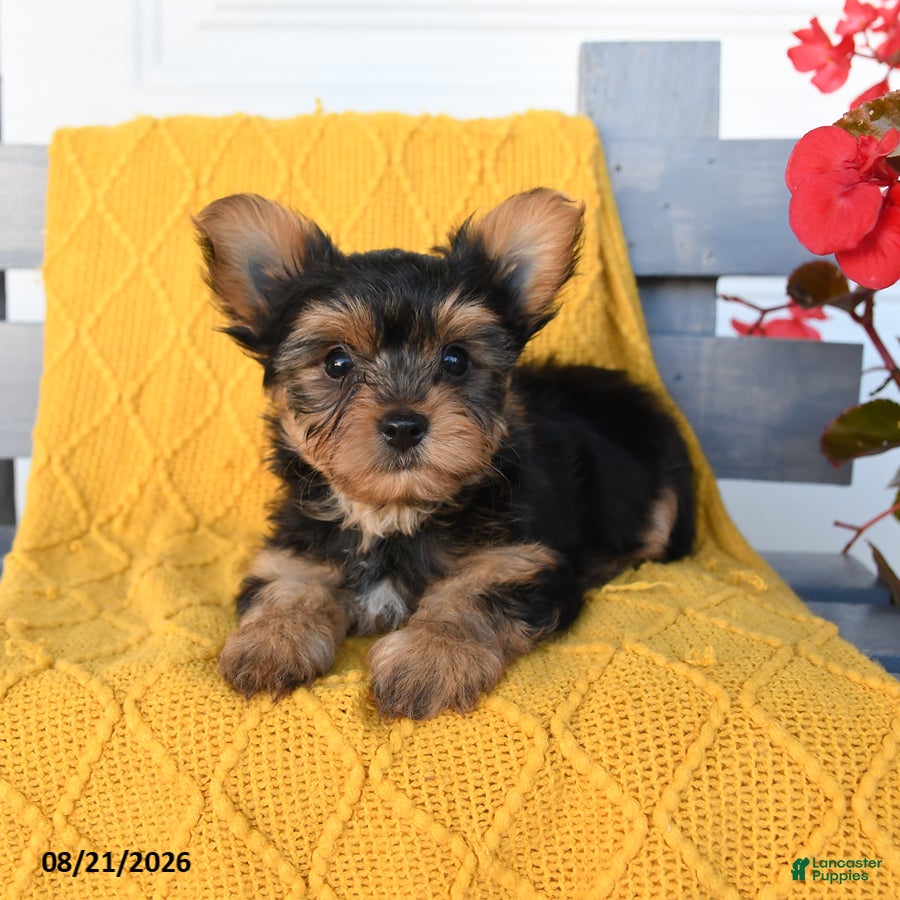 Yorkshire Terrier dogs Lucky - Ad 1
