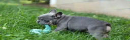 French Bulldog dogs for sale: 🐾 Mateo - Ad 9