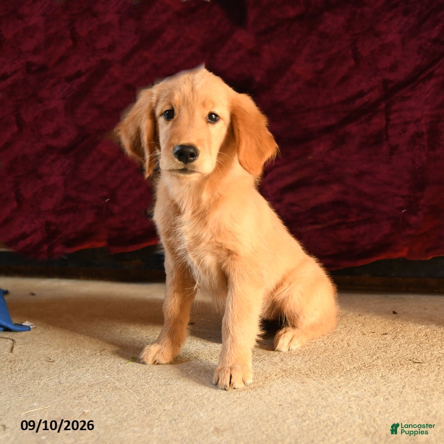 Golden Retriever dogs Feona - Ad 1