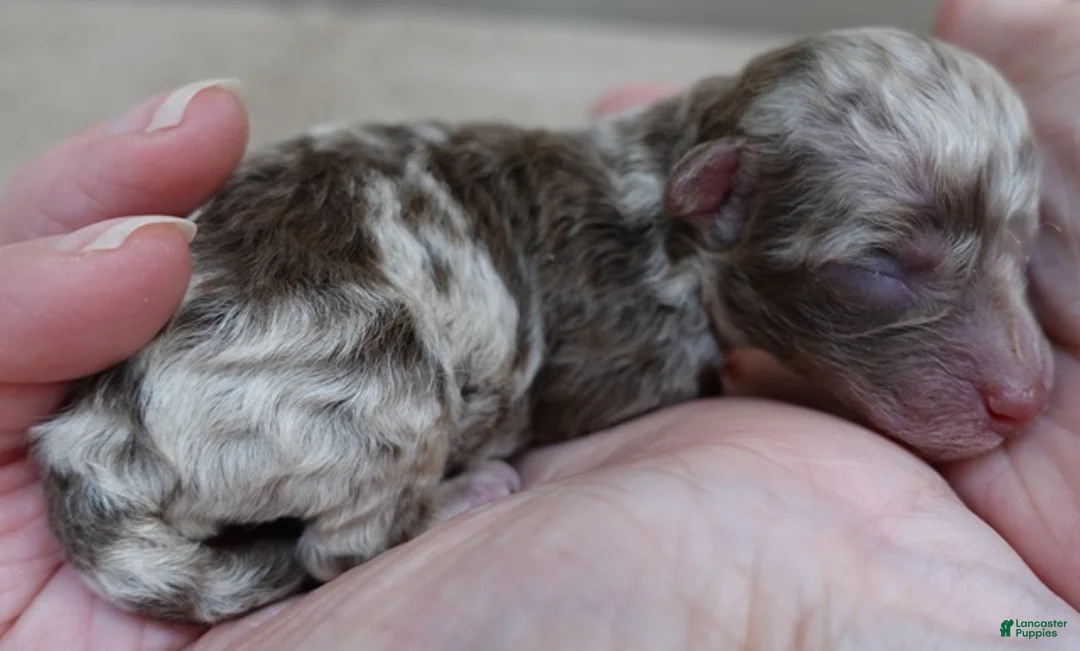 Toy Poodle dogs for sale: Chocolate merle rarest color in the world neutered - Ad 4