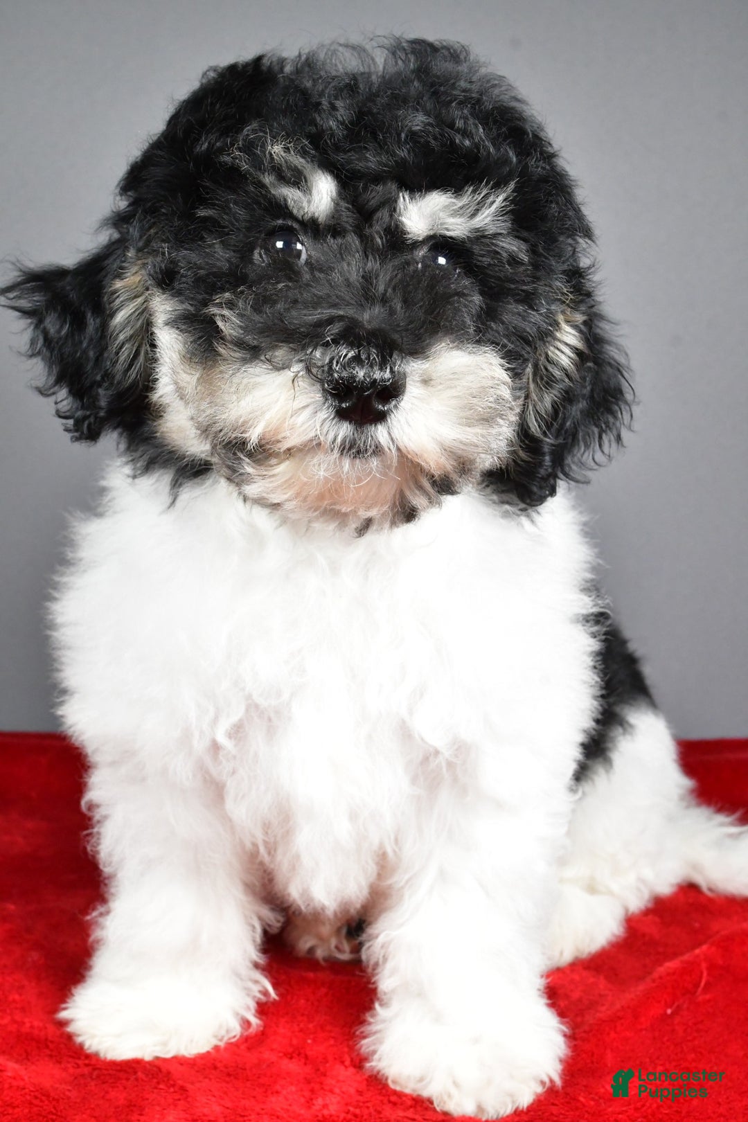 Bichpoo dogs for sale: Bichpoo Puppy 2 - Ad 4