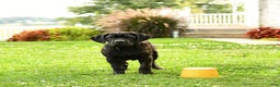 Cane Corso dogs for sale: Rockford - Ad 2