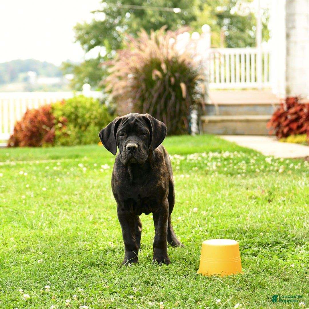 Cane Corso dogs for sale: Rockford - Ad 2