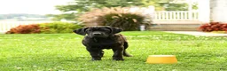 Cane Corso dogs for sale: Rockford - Ad 7