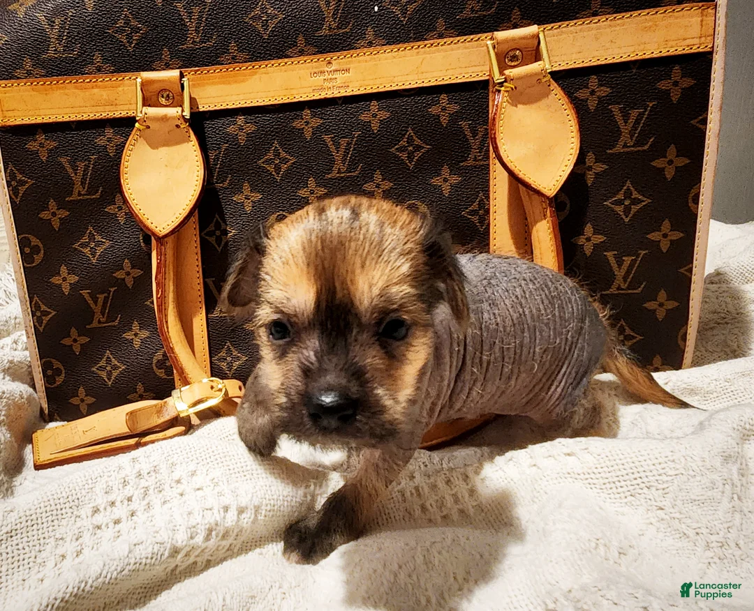 Mixed Breed dogs for sale:  Boss  - Ad 1