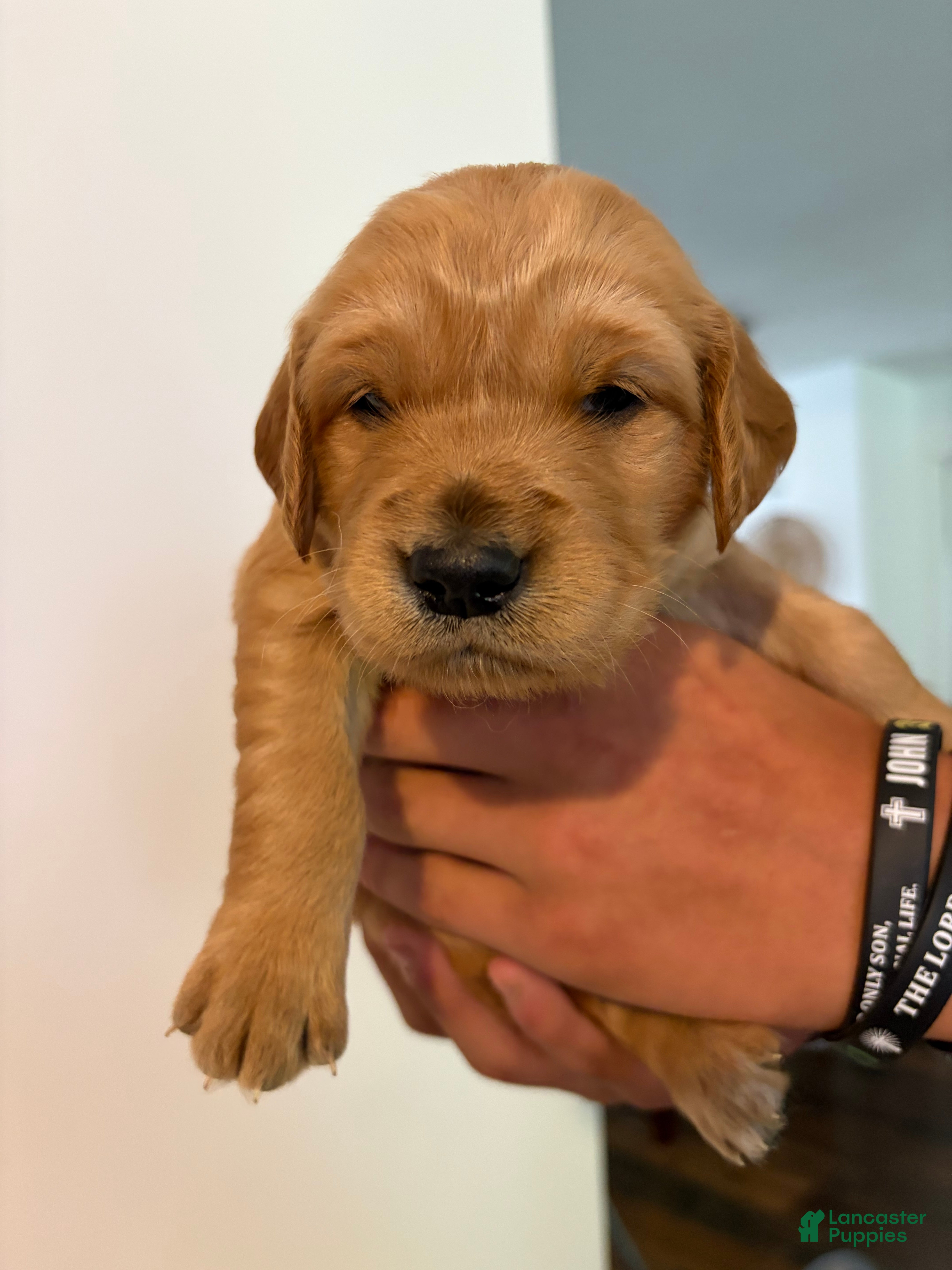 Golden Retriever dogs Orange  - Ad 1