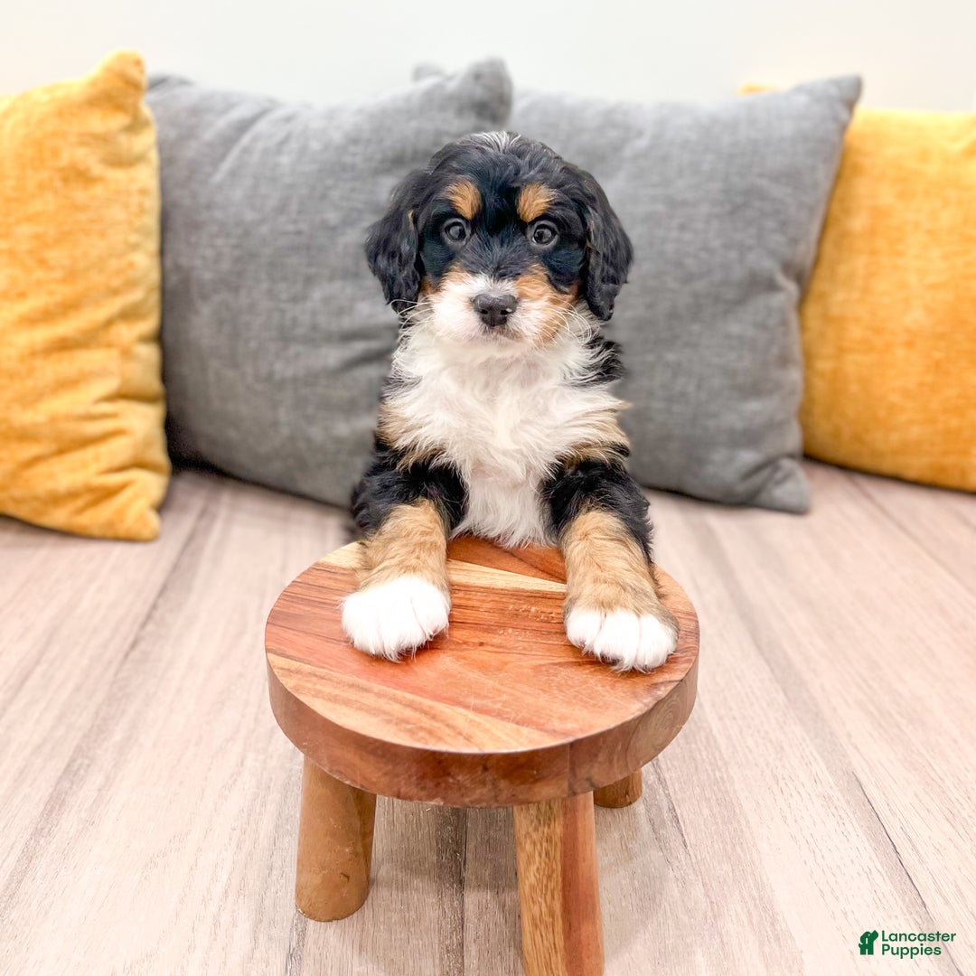 Mini Bernedoodle dogs for sale: Chief - Ad 9