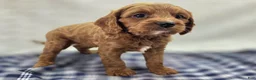 Cavapoo dogs for sale: Iceberg - Ad 19