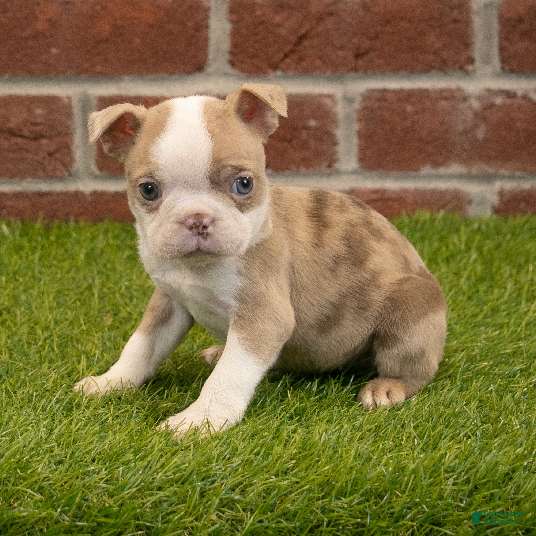 Boston Terrier dogs Zoey - Ad 1