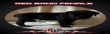 Cane Corso Puppy 10
