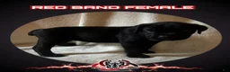 Cane Corso dogs for sale: Cane Corso Puppy 10 - Ad 1