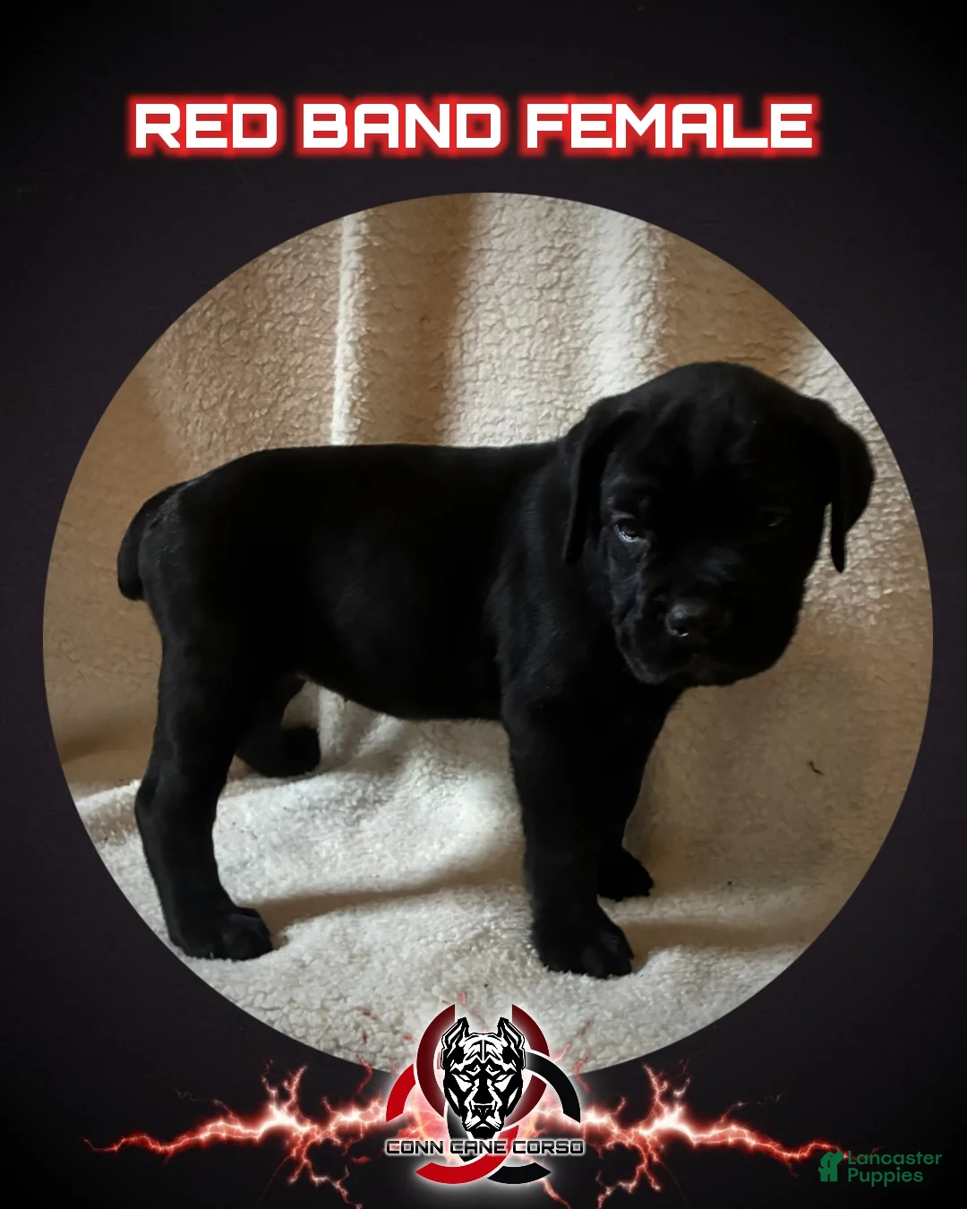 Cane Corso dogs for sale: Cane Corso Puppy 10 - Ad 1