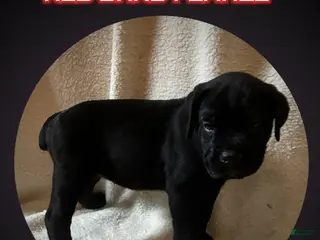 Cane Corso dogs Cane Corso Puppy 10 - Ad 41