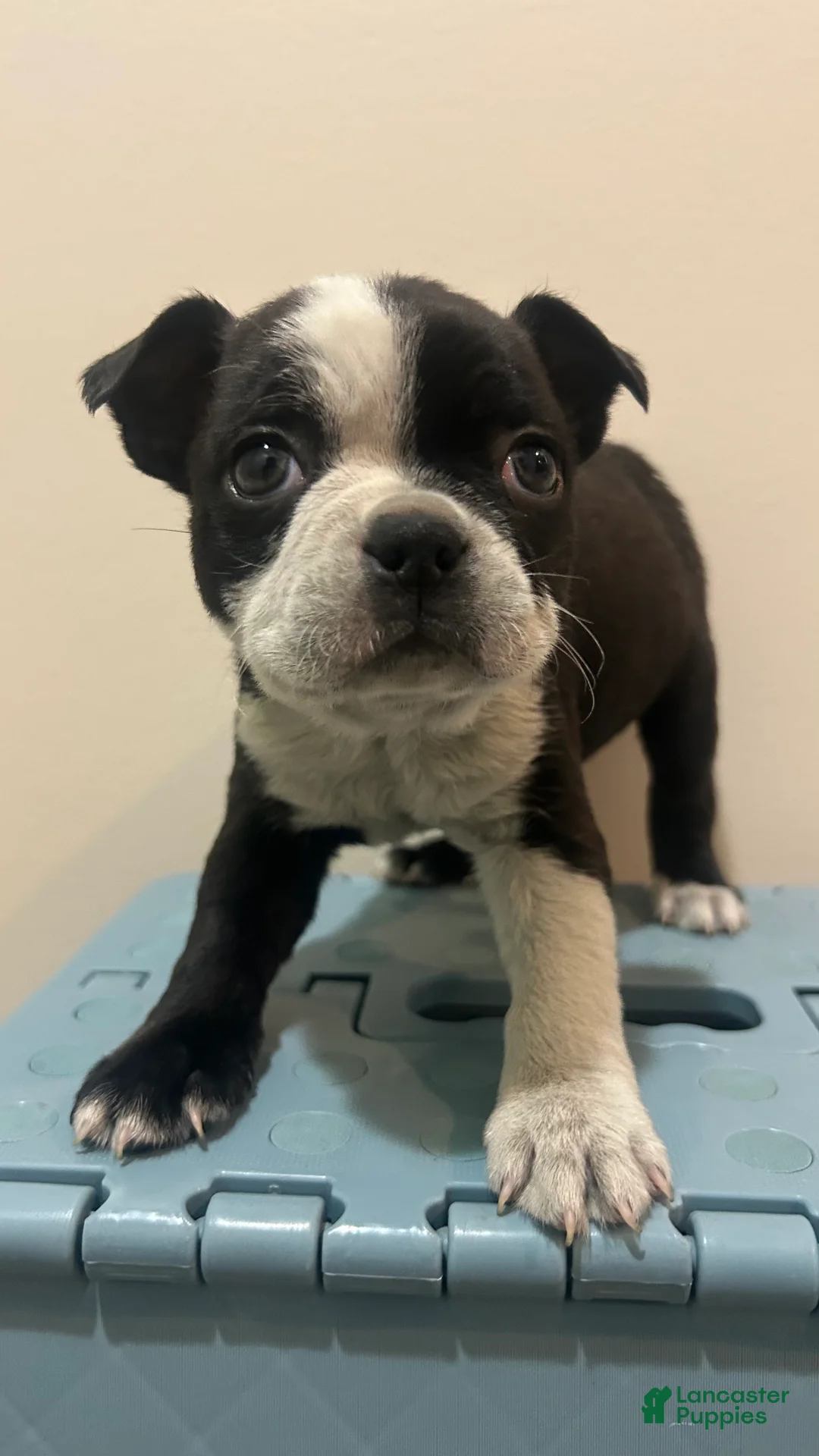 Boston Terrier dogs for sale: Ricky - Ad 2