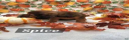 Miniature Dachshund dogs for sale: Spice - Ad 6