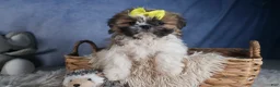 Shih Tzu dogs for sale: BELLA - Ad 8