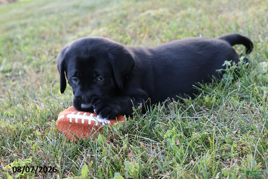 Goldador dogs Bronco - Ad 1