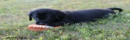 Goldador dogs for sale: Bronco - Ad 1