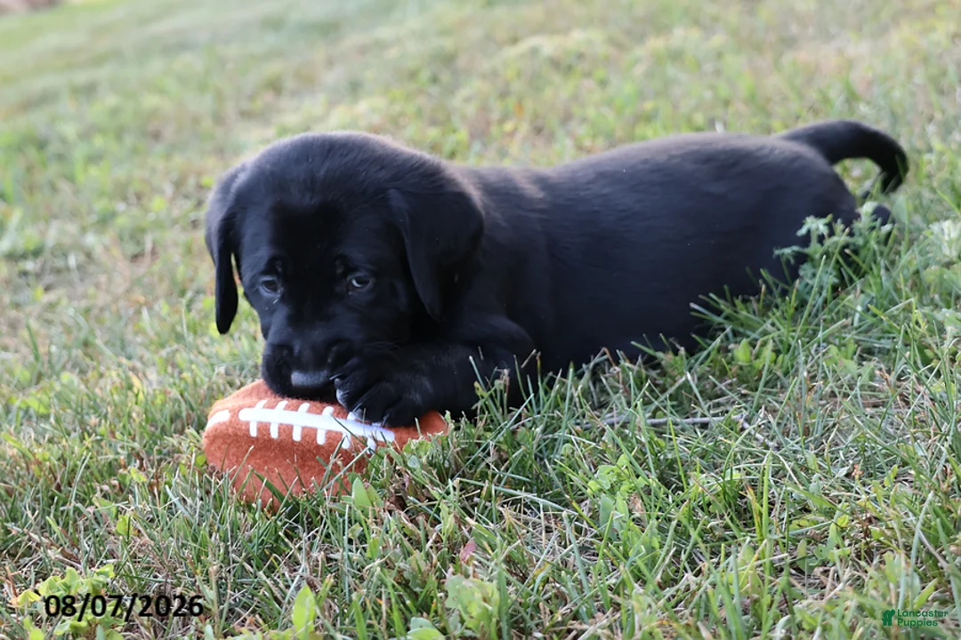 Goldador dogs for sale: Bronco - Ad 1