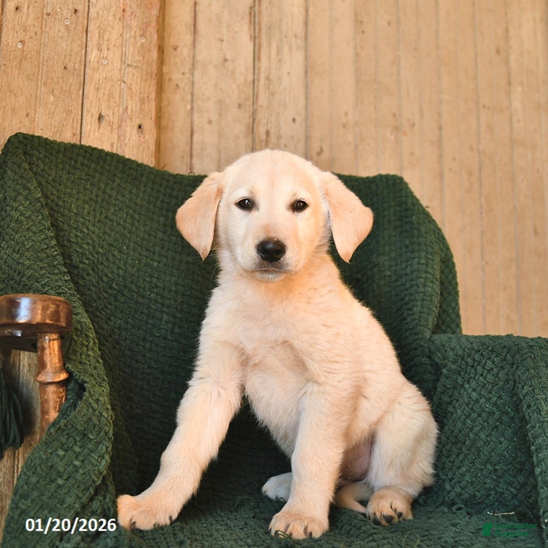 Mixed Breed dogs for sale: Charlie  - Ad 3